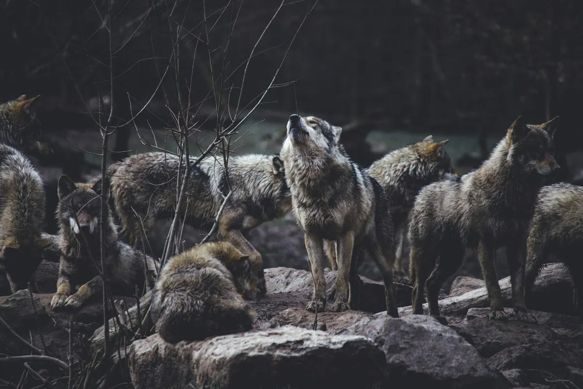 Manada de lobos reunida sobre una formación rocosa